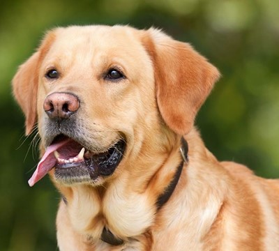 犬のしつけで困っている