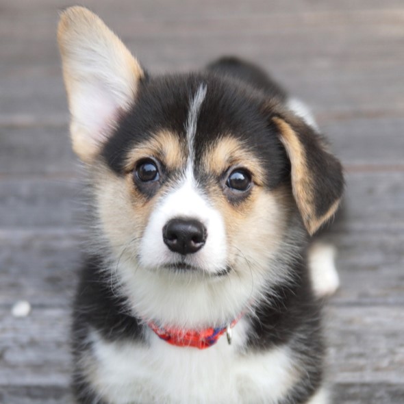 子犬の育て方がわからない