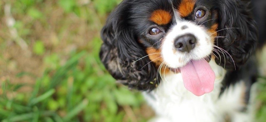 犬を理解して　犬と楽しく　生活しませんか？