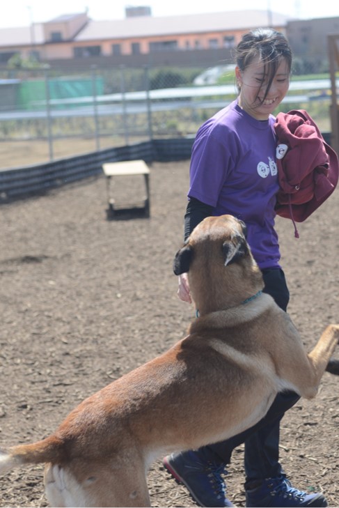 神奈川県横浜市で犬のしつけ、訓練、トレーニングを手掛ける大島ドッグ 